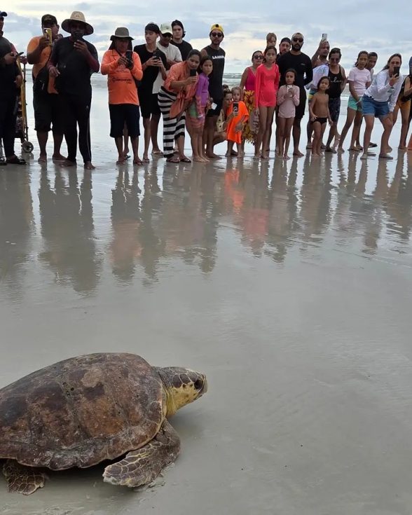 Tartaruga resgatada em Salinópolis após encalhe volta ao mar depois de 68 dias de reabilitação