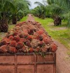 Pará lidera como o maior produtor de dendê do Brasil, diz pesquisa