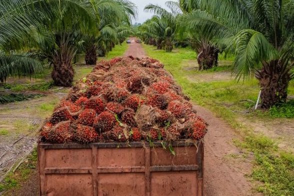 Pará lidera como o maior produtor de dendê do Brasil, diz pesquisa