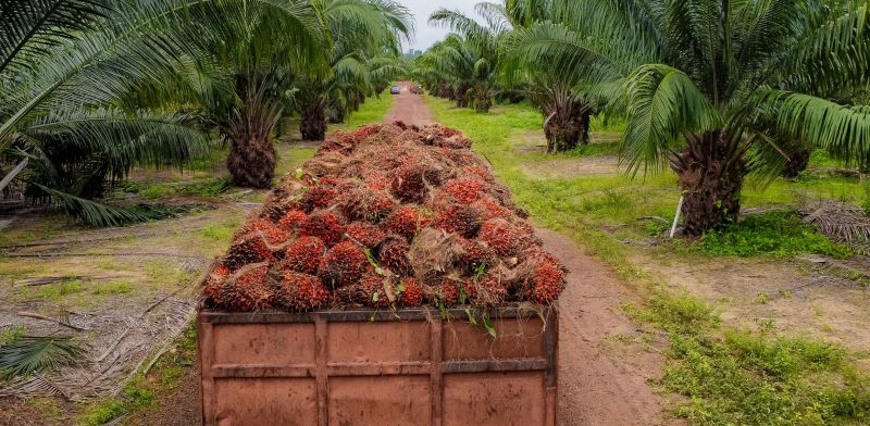 Pará lidera como o maior produtor de dendê do Brasil, diz pesquisa