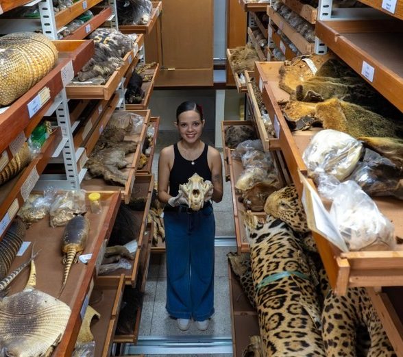 Museu Goeldi, em Belém, abriga uma das maiores coleções de mamíferos da América do Sul, com quase 47 mil espécimes