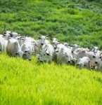 Bezerro macho nascido em fazenda leiteira não é mais problema