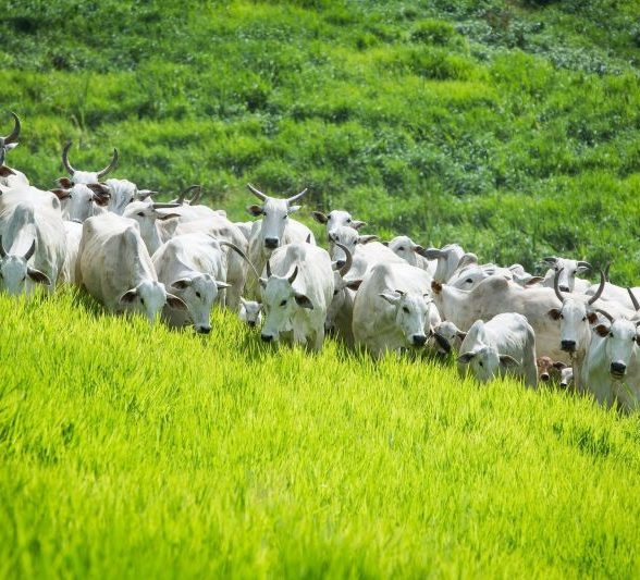 Bezerro macho nascido em fazenda leiteira não é mais problema