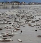 Peixes mortos assustam banhistas em Salinópolis