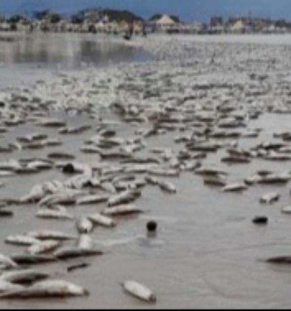 Peixes mortos assustam banhistas em Salinópolis