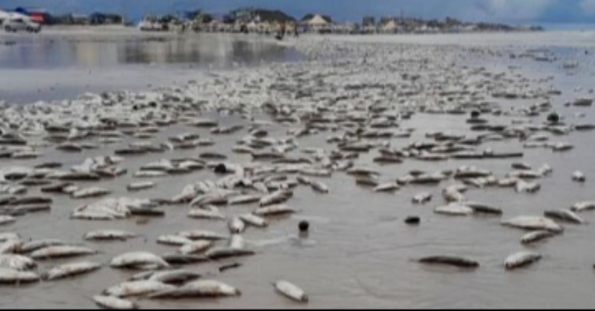 Peixes mortos assustam banhistas em Salinópolis