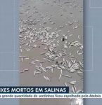 VÍDEO: Sardinhas mortas enchem praia do Atalaia, em Salinópolis, no Pará