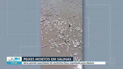 VÍDEO: Sardinhas mortas enchem praia do Atalaia, em Salinópolis, no Pará