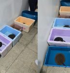 PRF resgata arraias transportadas em sacos plásticos na BR-316, em Castanhal, no Pará