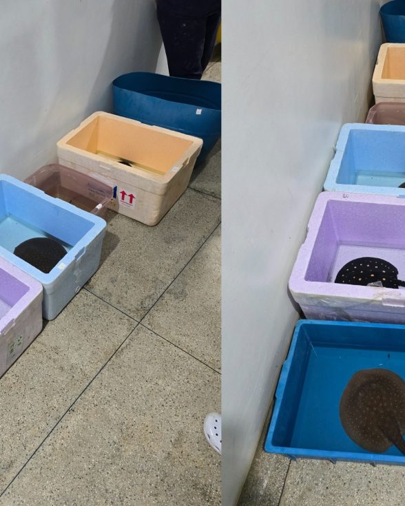 PRF resgata arraias transportadas em sacos plásticos na BR-316, em Castanhal, no Pará