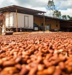 Bioeconomia movimenta R$ 13,5 bilhões por ano no Pará