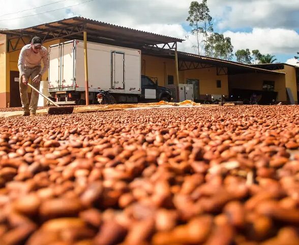 Bioeconomia movimenta R$ 13,5 bilhões por ano no Pará
