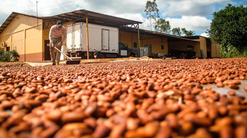 Bioeconomia movimenta R$ 13,5 bilhões por ano no Pará