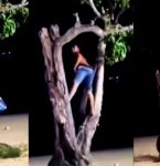 Árvore histórica de Cametá sofre ato de vandalismo na Praia da Aldeia