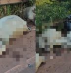 Motorista alcoolizado bate em gado e quatro animais morrem na PA-257, em Juruti