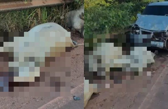 Motorista alcoolizado bate em gado e quatro animais morrem na PA-257, em Juruti